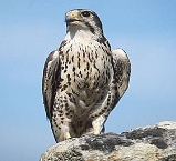C:\Users\Админ\Desktop\280px-USGS_Prairie_Falcon.jpg
